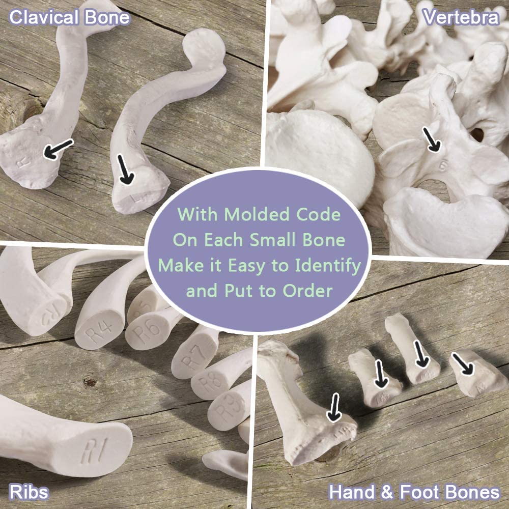 人体模型の骨格分離モデル 楽天市場】骨格分離モデルの通販